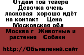 Отдам той-тейера.Девочка,очень ласковая, хорошо идёт на контакт. › Цена ­ 0 - Московская обл., Москва г. Животные и растения » Собаки   